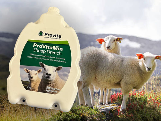 ProVitaMin Sheep Drench – Et komplett tilskudd for Sau og Lam