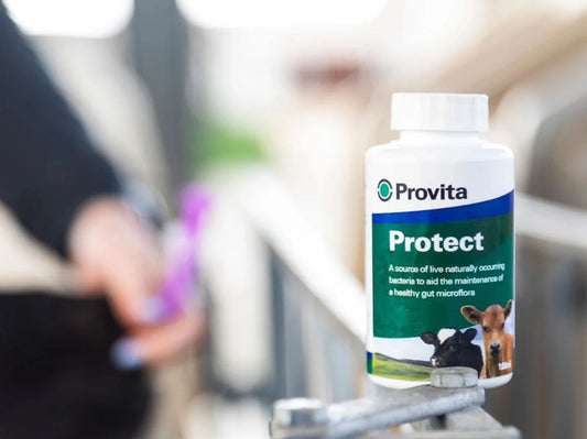 Provita Protect – Naturlig beskyttelse for friske kalver