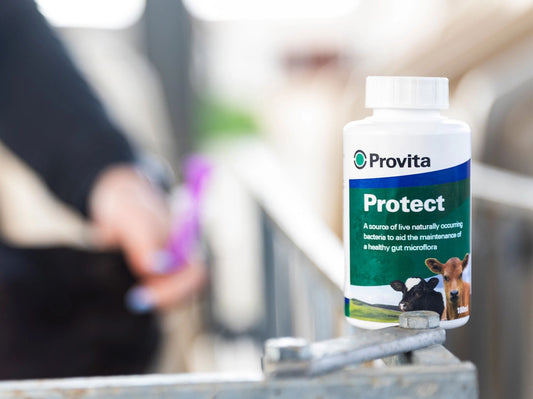 Beskytt kalvene dine med Provita Protect: Forebygging av diaré og forbedret vekst